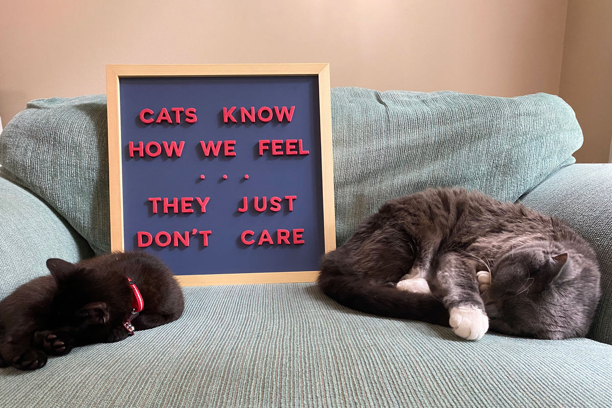 16 Purrfect Quote Ideas for Cat Lovers